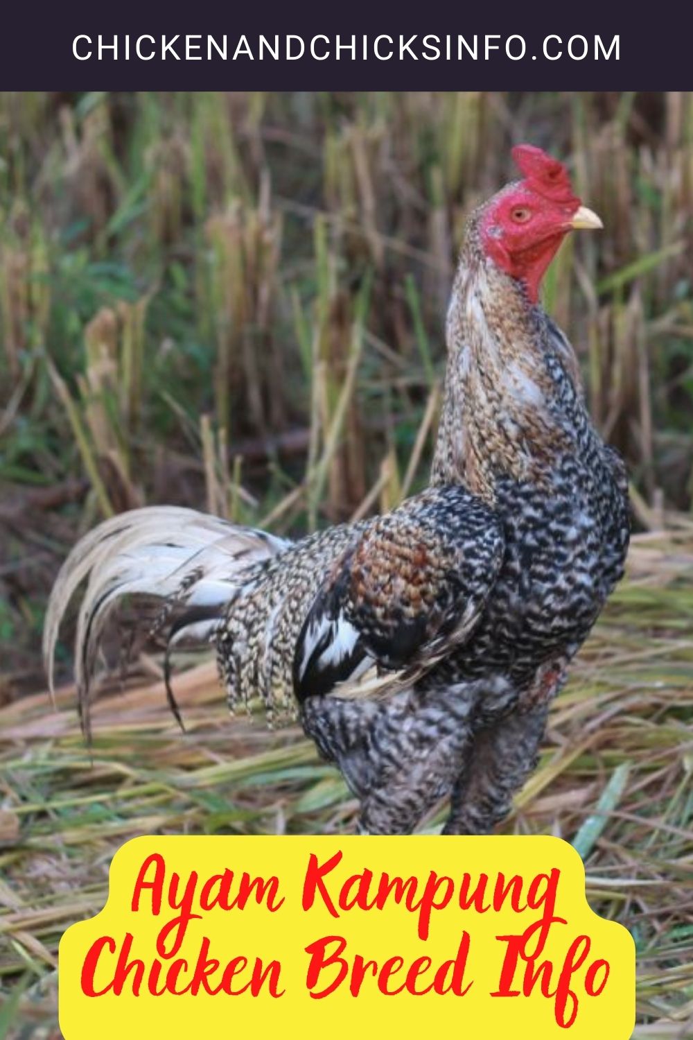 Ayam Kampung Chicken Breed Info pinterest image.