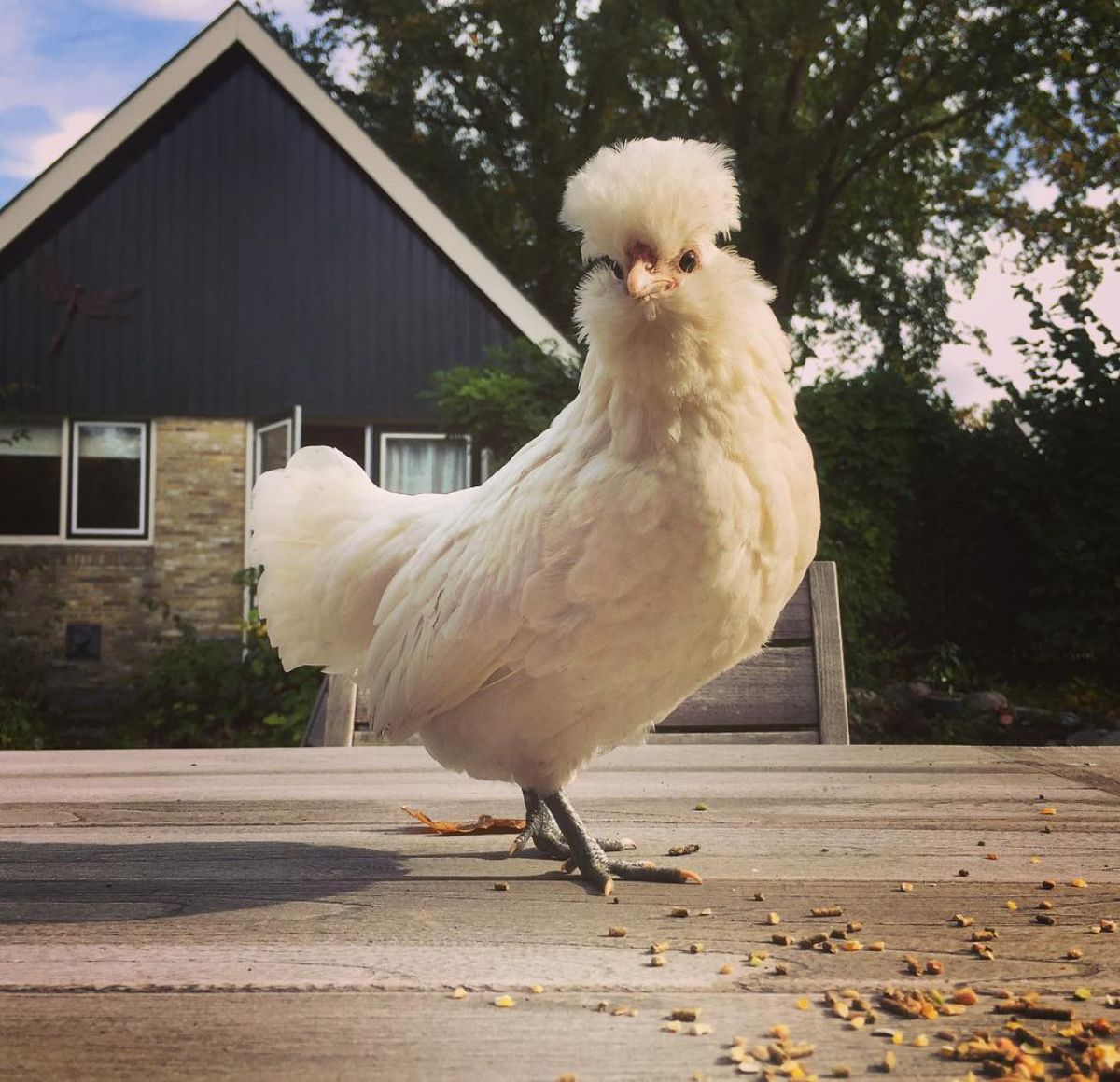 An adorable white Barbu de Watermael hen standing on a wooden table.