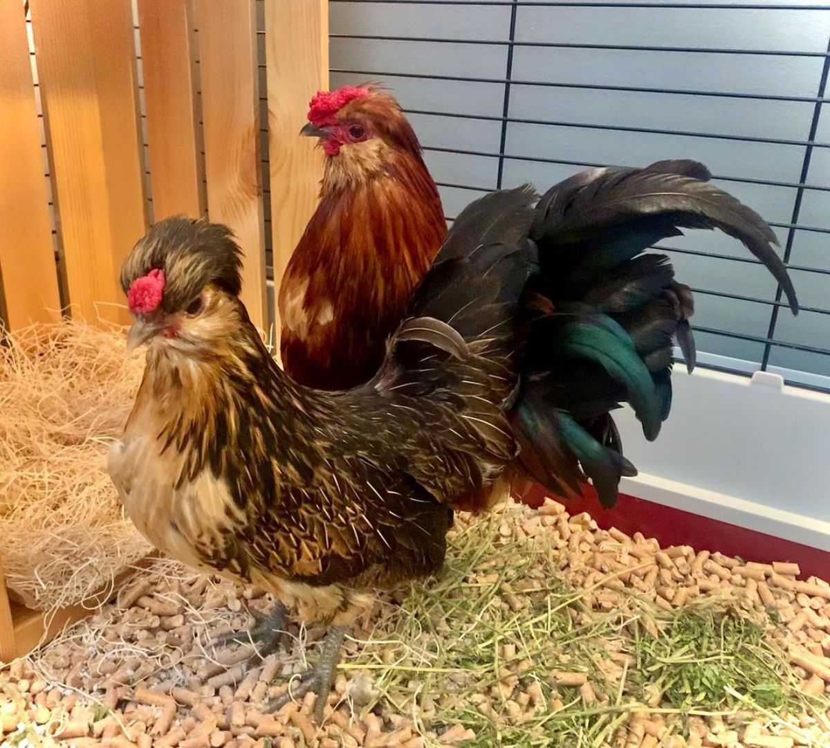 Adorable Barbu de Watermael rooster and hen in a chicken coop.