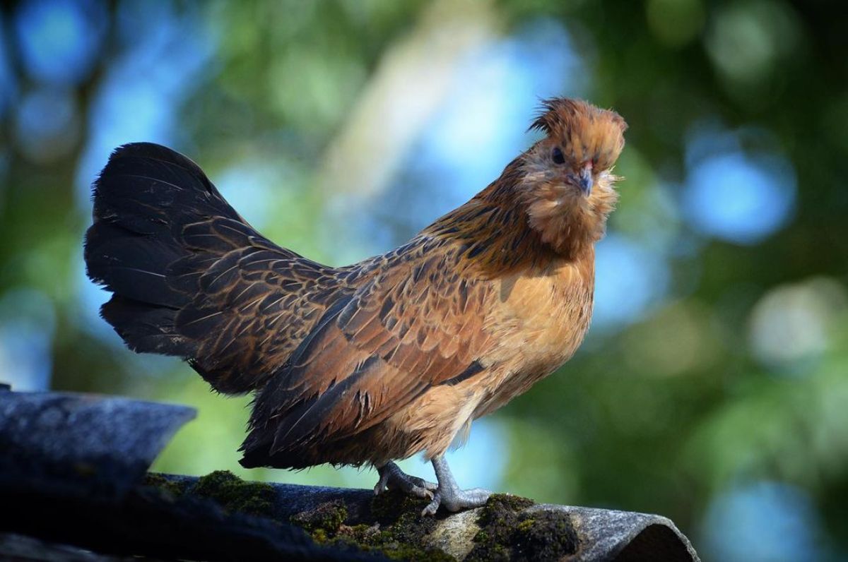 An adorable brown Barbu de Watermael hen perched on a roof.