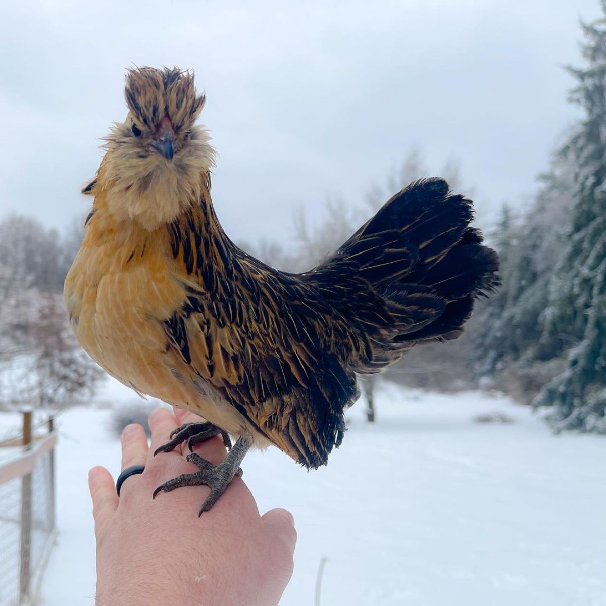 An adorable black.-brown Barbu de Watermael hen perched on a hand.