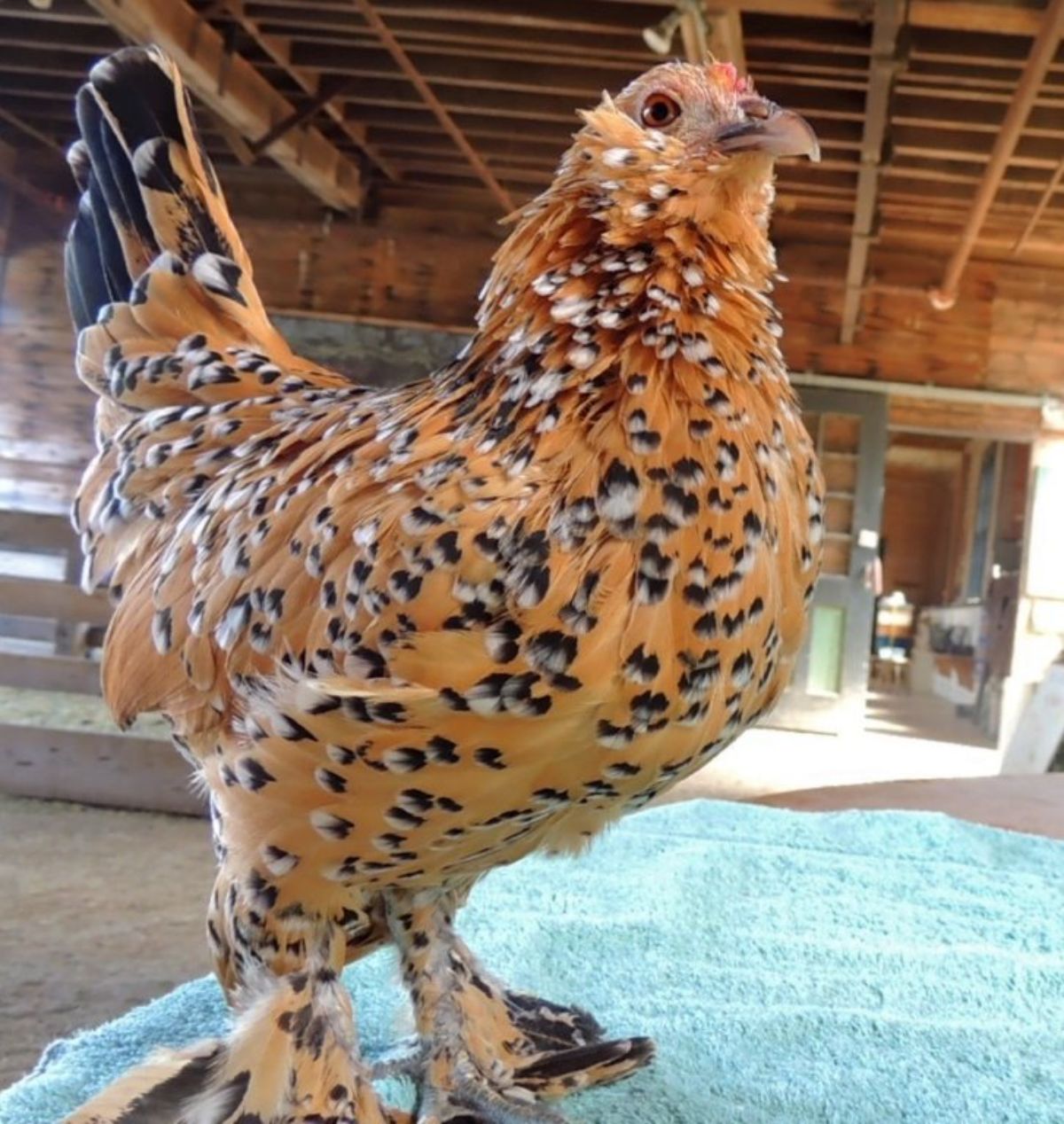 An adorable speckled Belgian Bearded d’Uccle hen in a chicken coop.