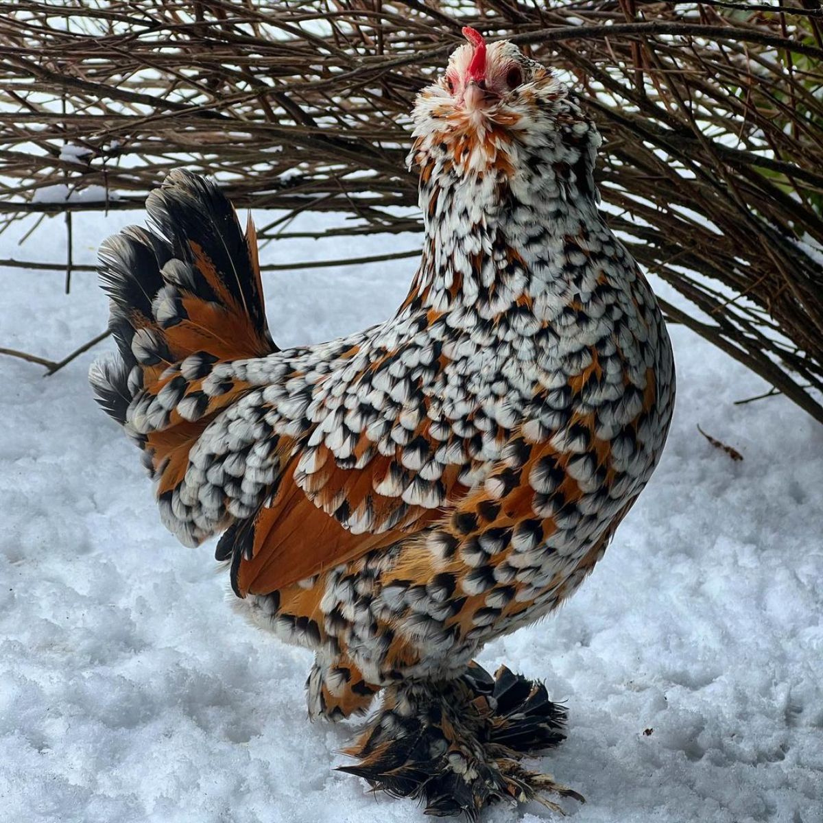 An adorable speckled Belgian Bearded d’Uccle hen standing on snow.