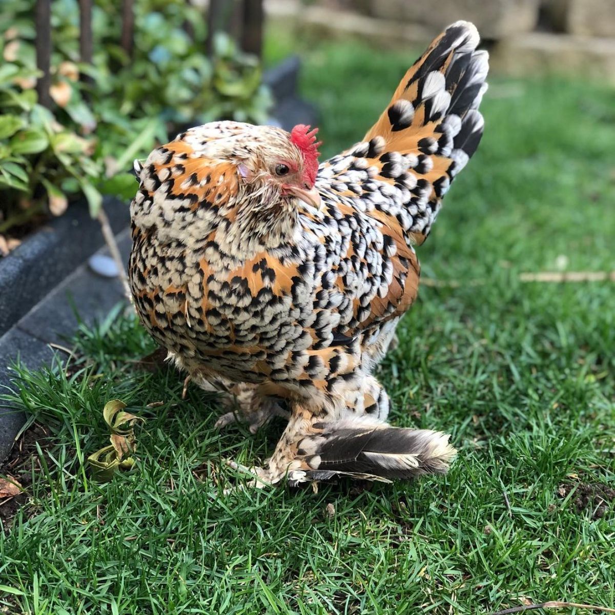 An adorable speckled Belgian Bearded d’Uccle hen in a backyard.
