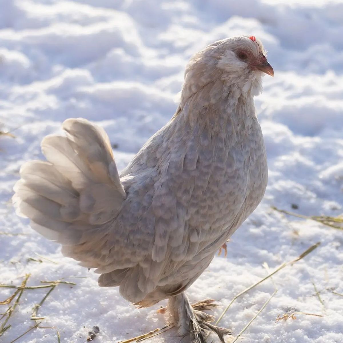 A beautiful porcelain Belgian Bearded d’Uccle hen standing on snow.