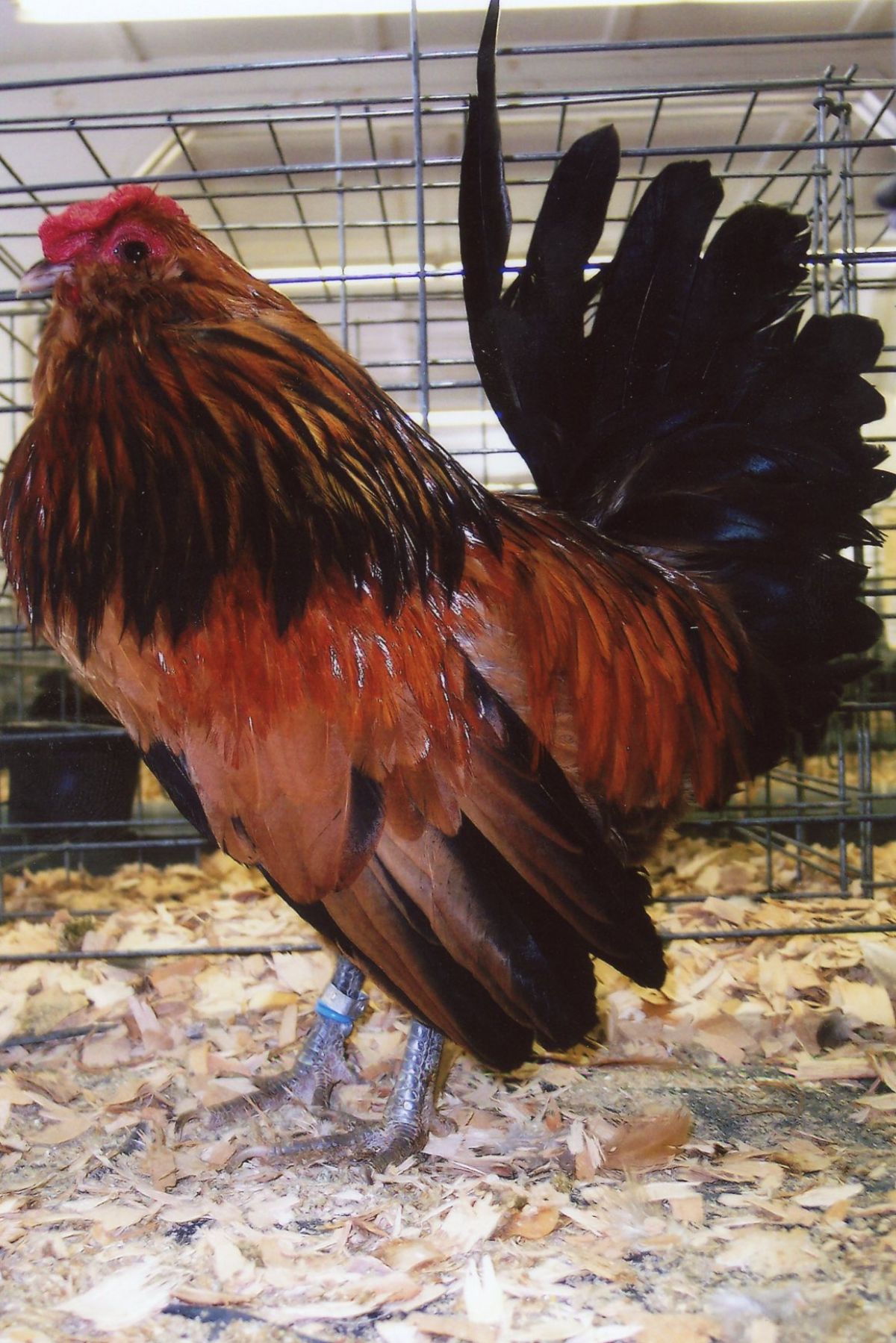 An adorable Belgian Bearded d’Anvers rooster in a chicken coop.