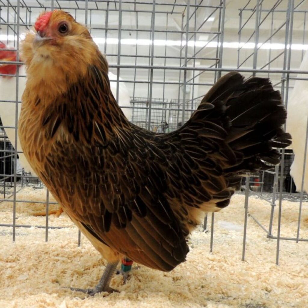 Whiting True Blue Chicken Breed Info - Chicken & Chicks Info