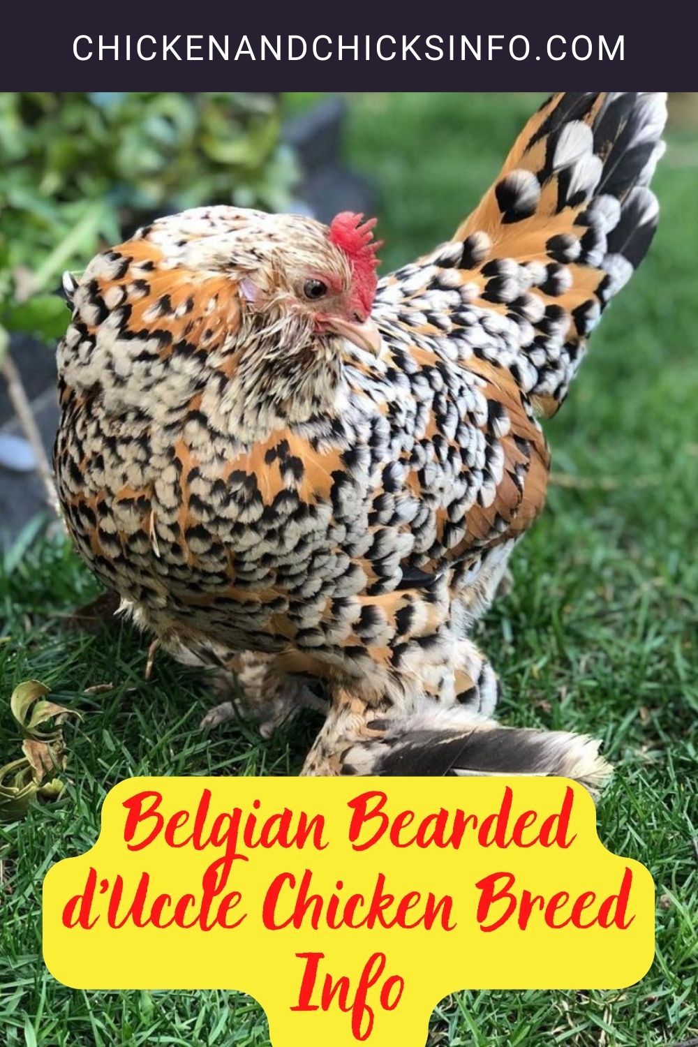 Belgian Bearded d’Uccle Chicken Breed Info+ Where to Buy pinterest image.
