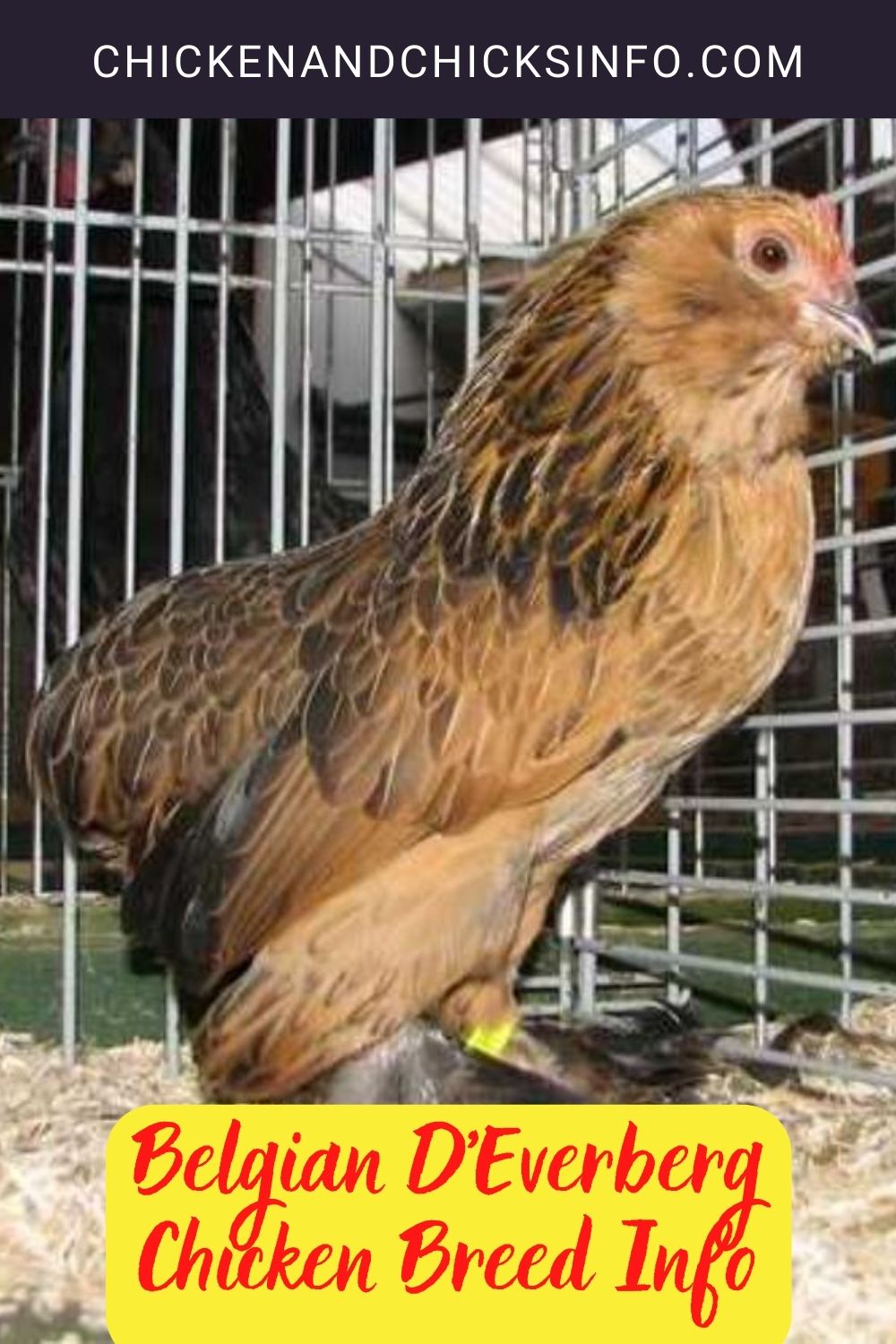 Belgian D’Everberg Chicken Breed Info pinterest image.