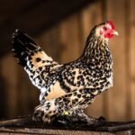 An adorable Booted bantam hen in a chicken coop.