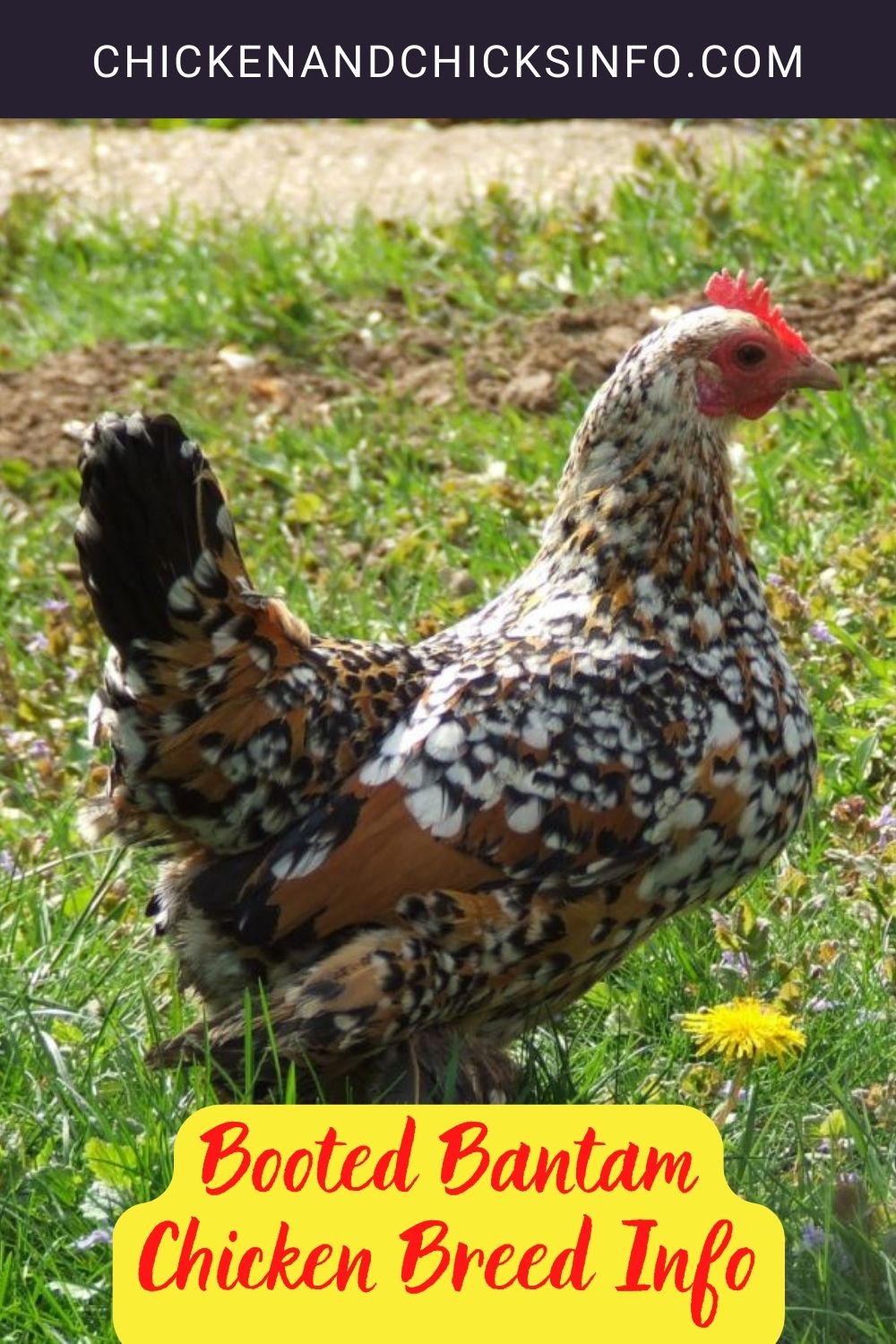 Booted Bantam Chicken Breed Info pinterest image.