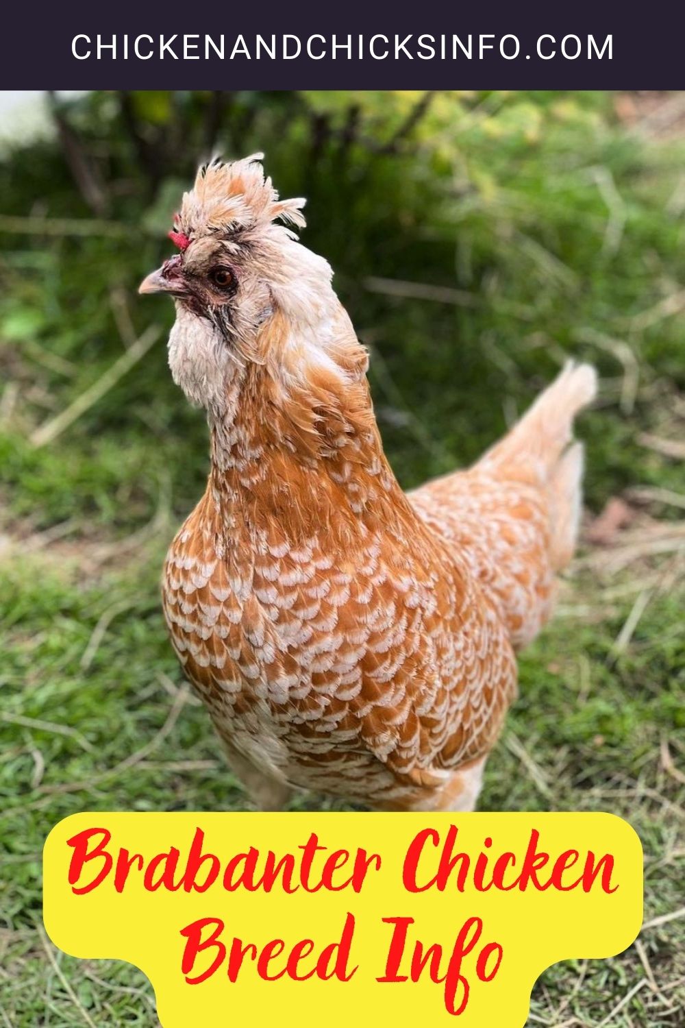 Brabanter Chicken Breed Info pinterest image.