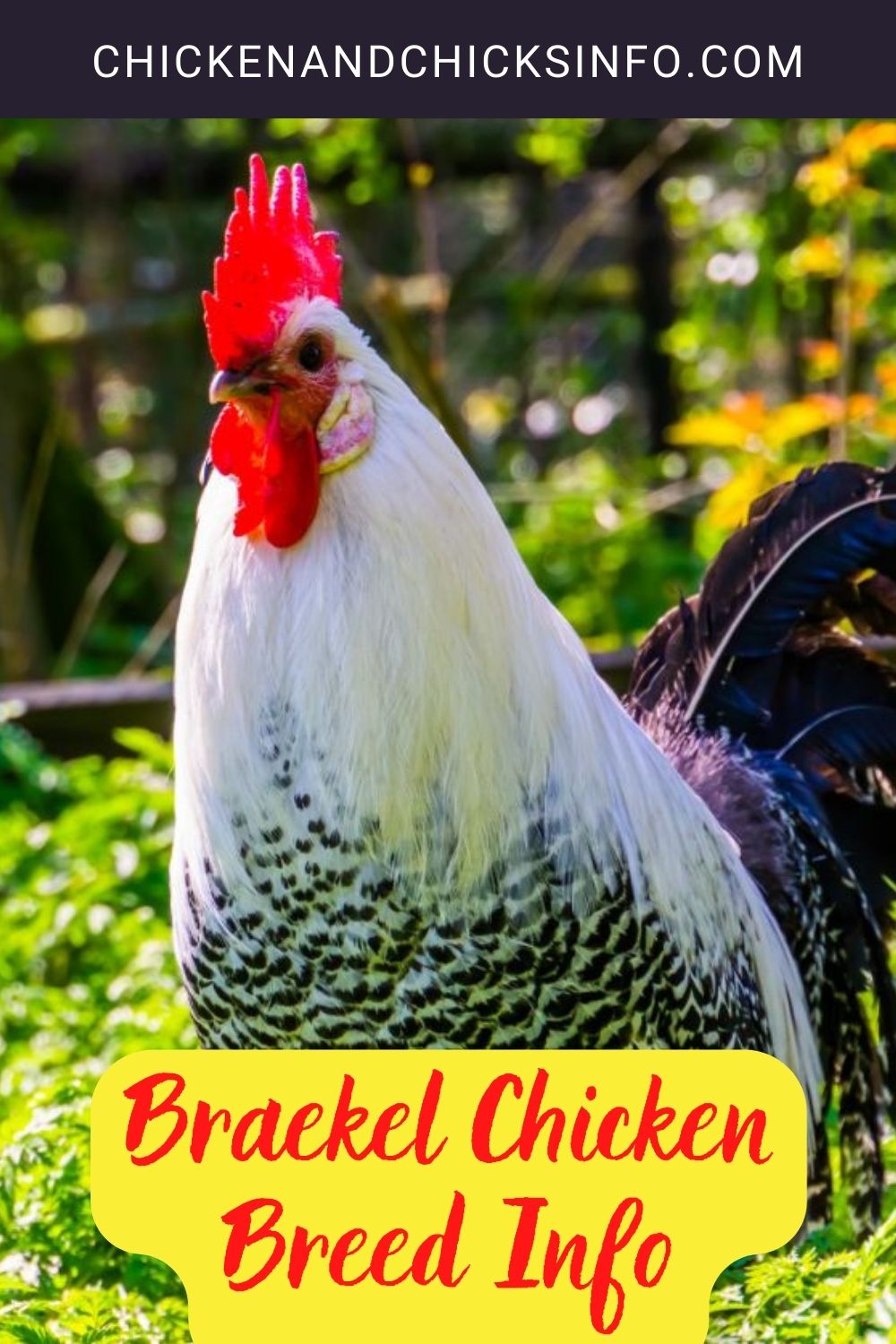 Braekel Chicken Breed Info pinterest image.