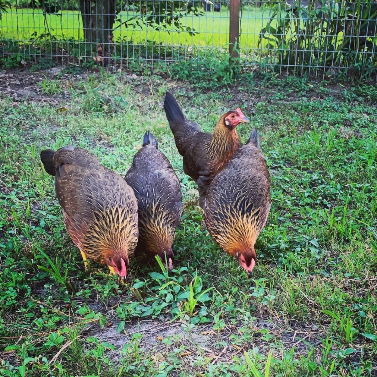 Four Brown leghorn chickens gobbling in a backyard.