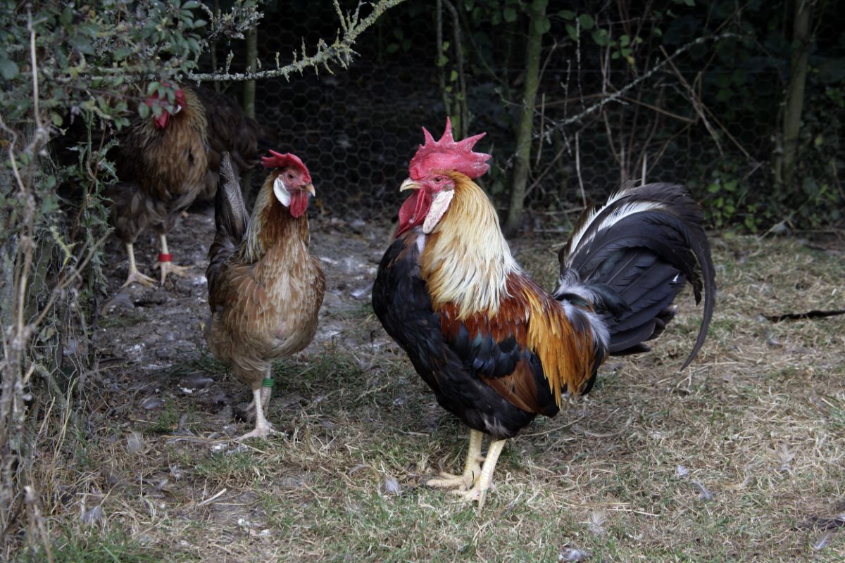 A brown leghorn rooster with two chickens in a backyard.