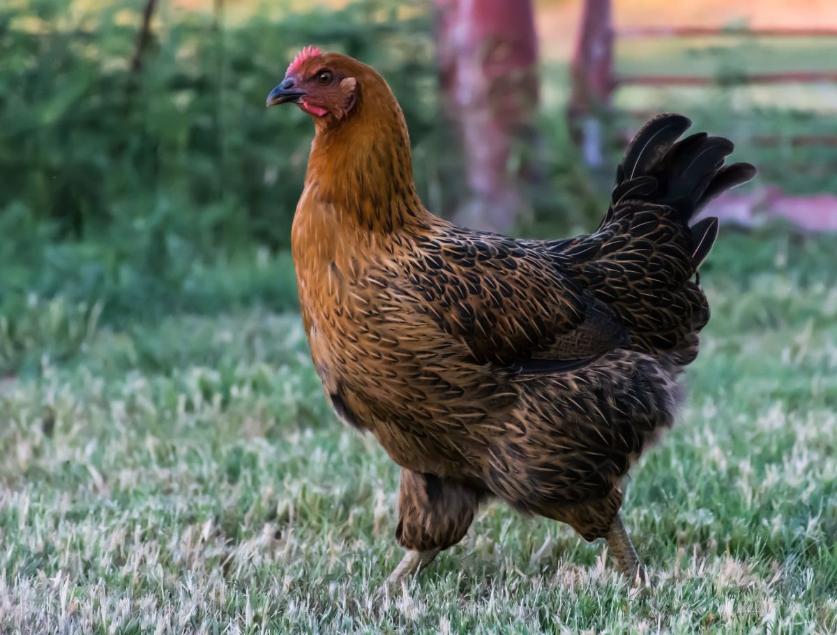 A beautiful Brown Leghorn hen walking on a pasture.