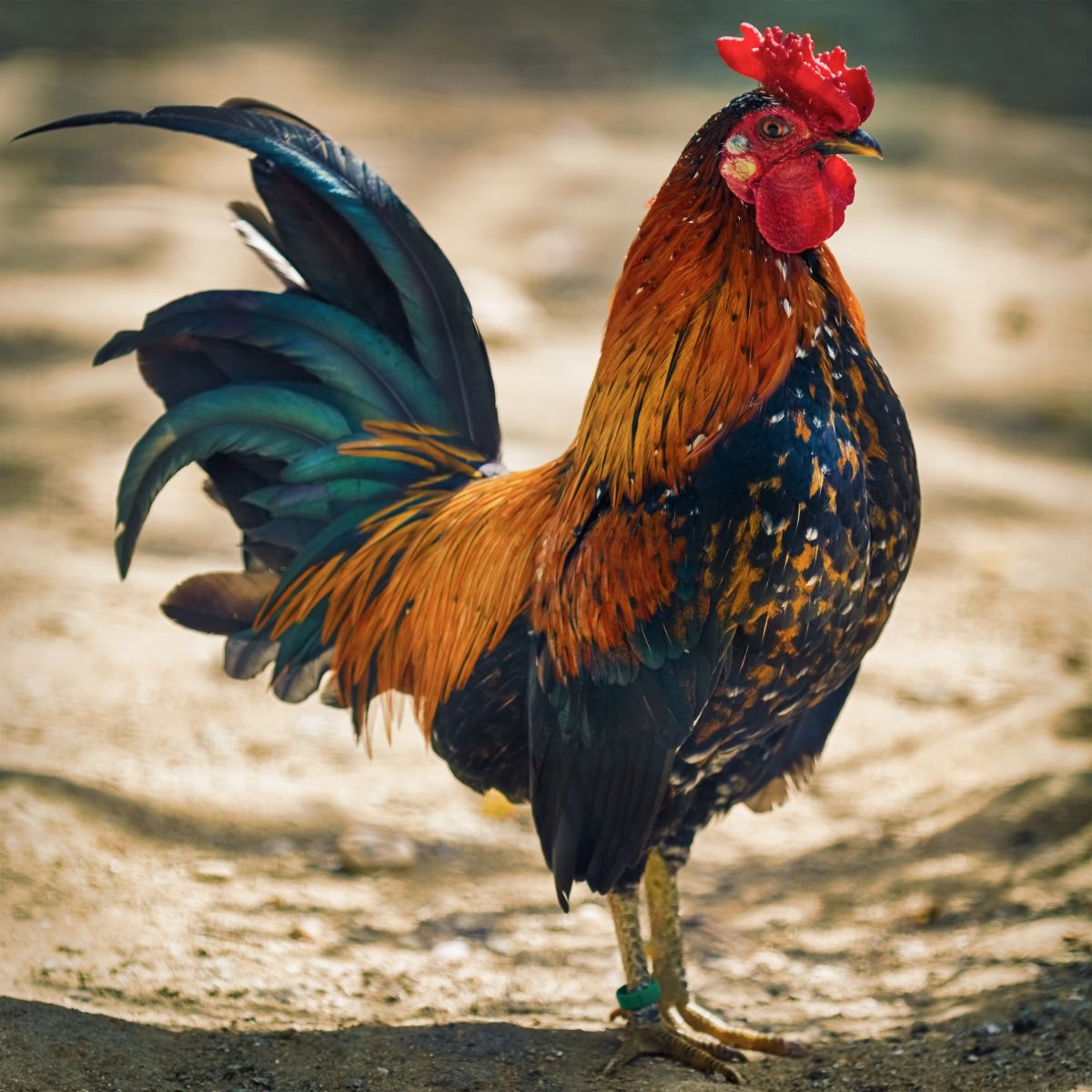 A beautiful colorful Brown leghorn rooster.