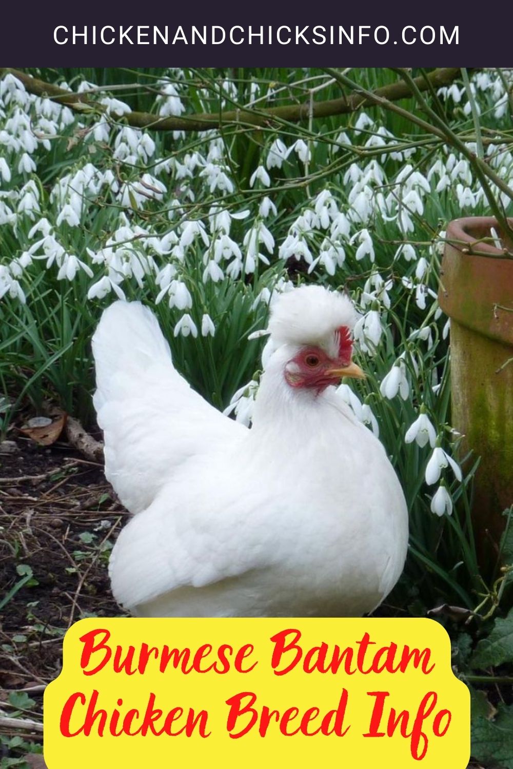 Burmese Bantam Chicken Breed Info pinterest image.
