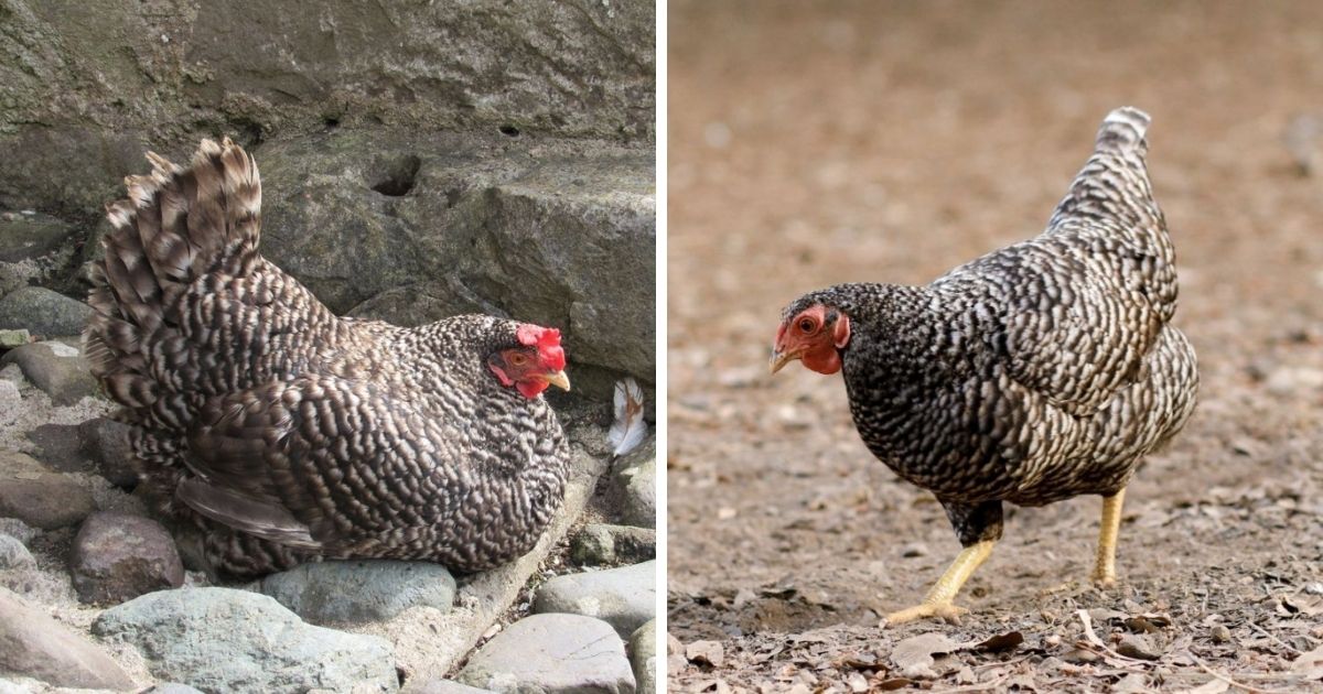 California Gray Chicken Breed Info - Chicken & Chicks Info