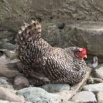 An adorable California Gray Chicken perched on rocks,