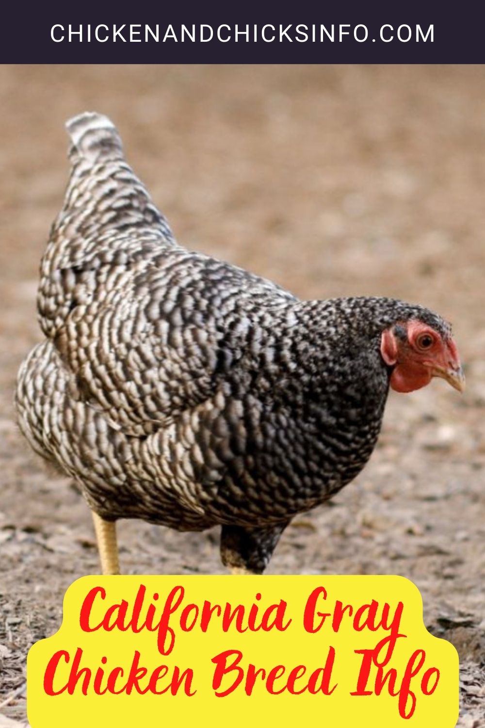 California Gray Chicken Breed Info pinterest image.