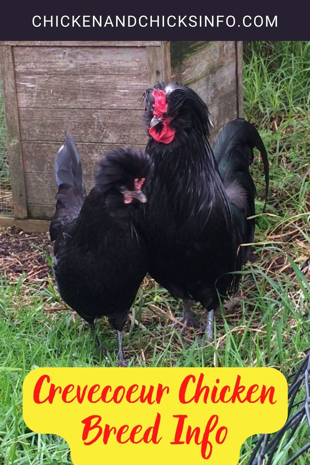 Crevecoeur Chicken Breed Info pinterest image.