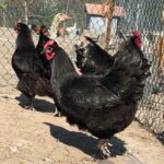 Beautiful Croad Langshan hens in a backyard near a fence.