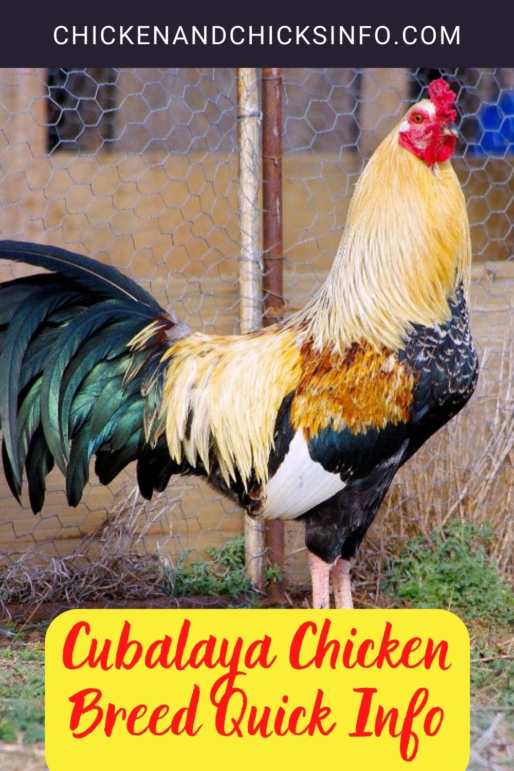 Cubalaya Chicken Breed Quick Info + Where to Buy pinterest image.