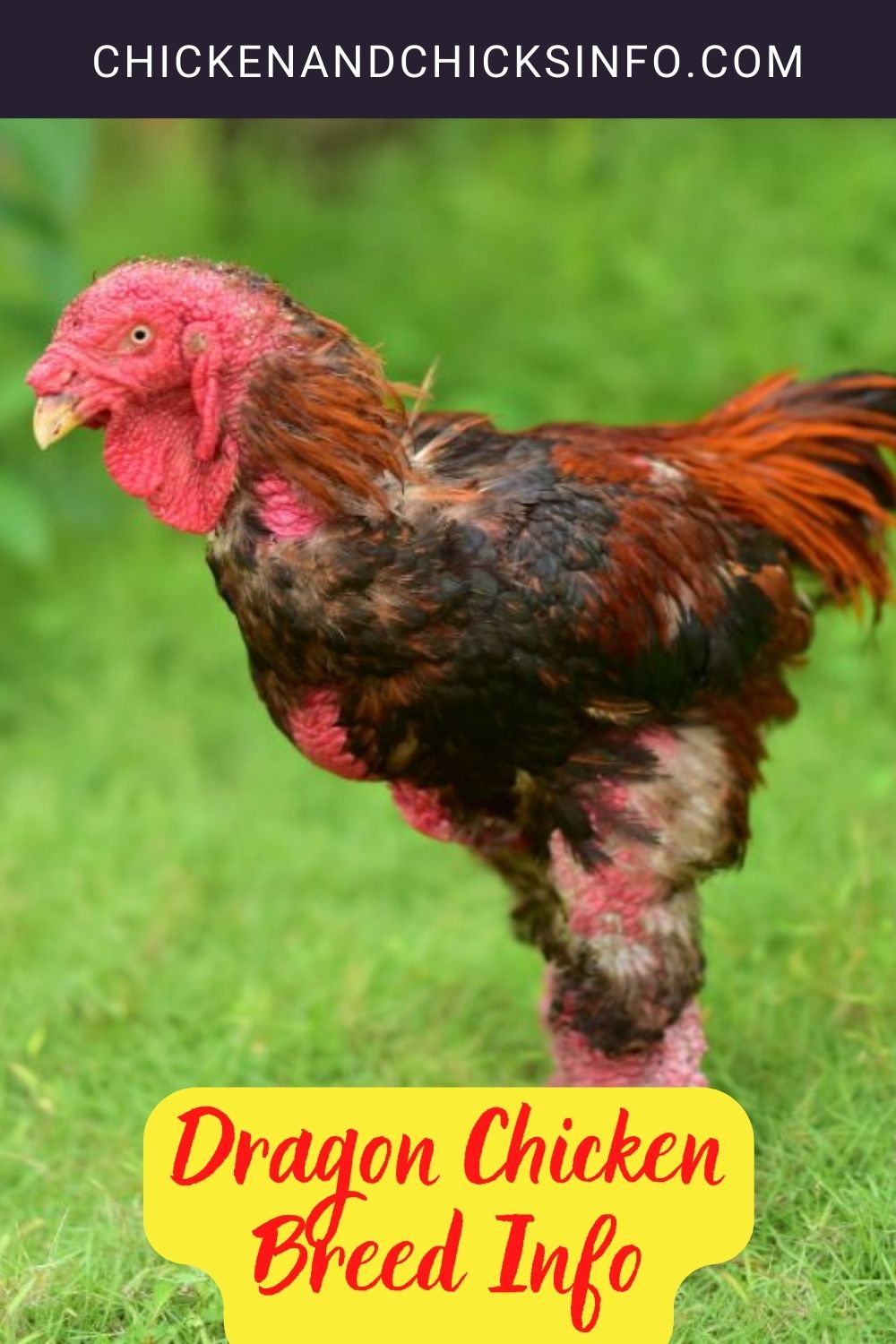 Dragon Chicken Breed Info pinterest image.