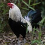 A beautiful Dutch Bantam rooster in a backyard.