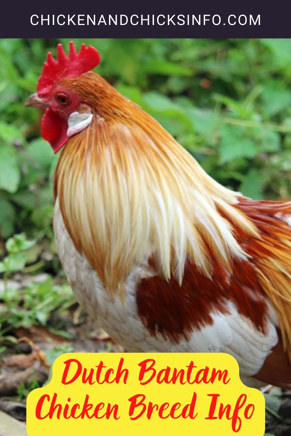 Dutch Bantam Chicken Breed Info pinterest image.