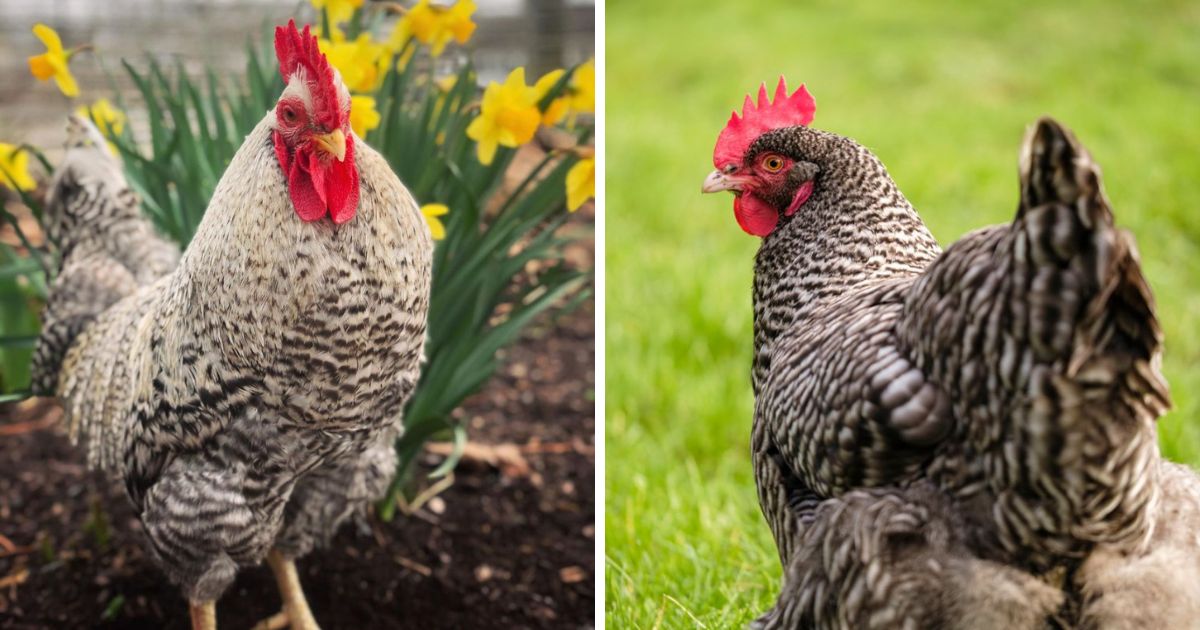 Holland Chicken Breed Info - Chicken & Chicks Info