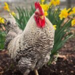 An adorable barred Holland rooster in a garden with flowering daffodils.