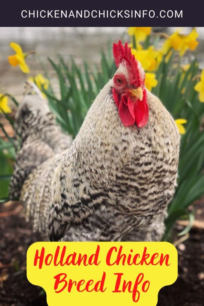 Holland Chicken Breed Info - Chicken & Chicks Info