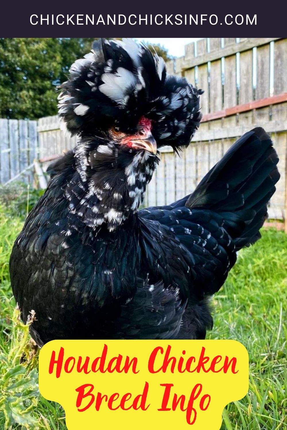 Houdan Chicken Breed Info + Where to Buy pinterest image.