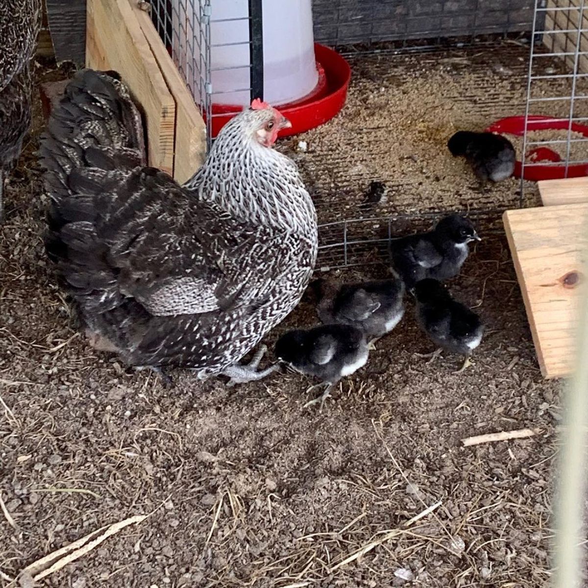 An Iowa blue hen with her cute chicks in a backyard near a feeder.