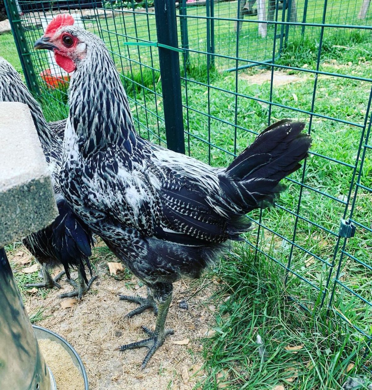 An Iowa blue rooster in a striking position near a metal fence.