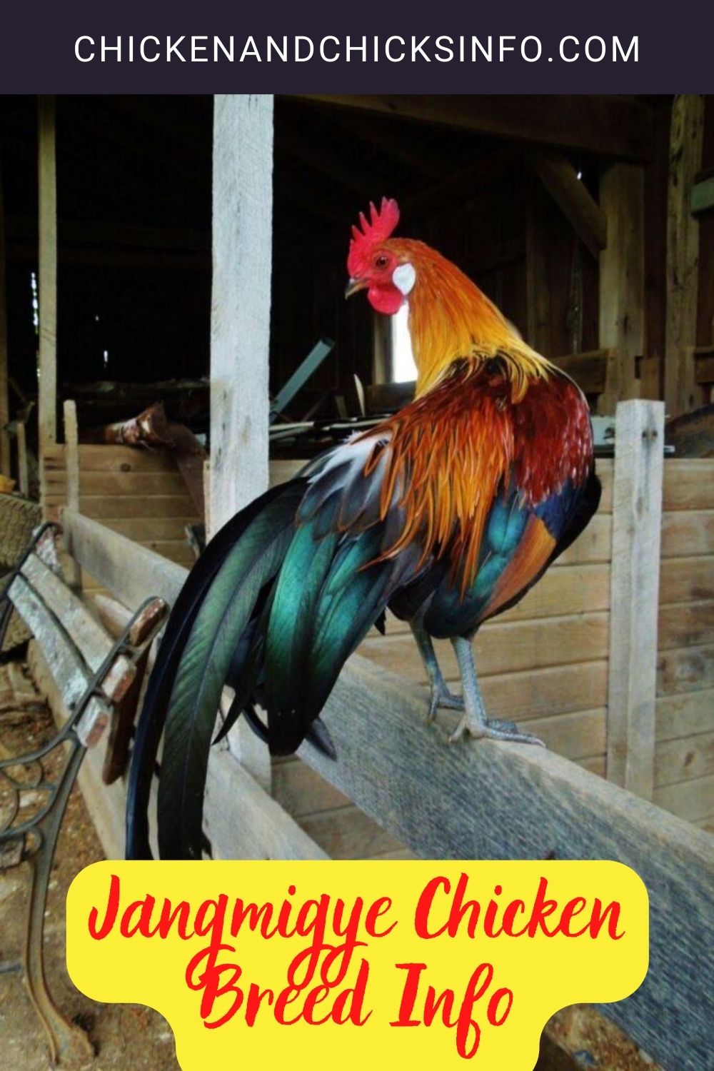 Jangmigye Chicken Breed Info pinterest image.