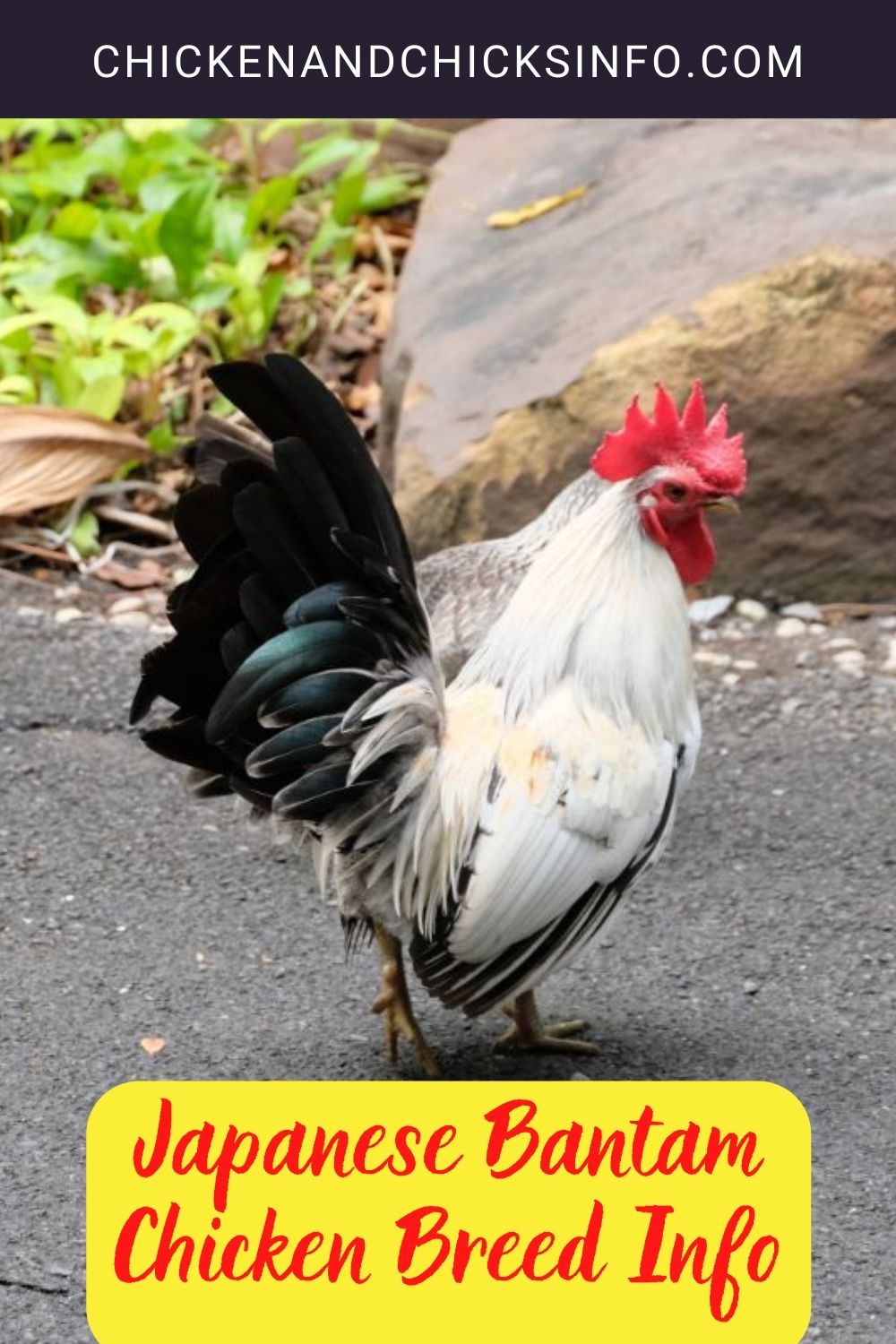 Japanese Bantam Chicken Breed Info + Where to Buy pinterest image.