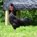 An adorable Kosova Longcrower rooster standing on a green pasture.