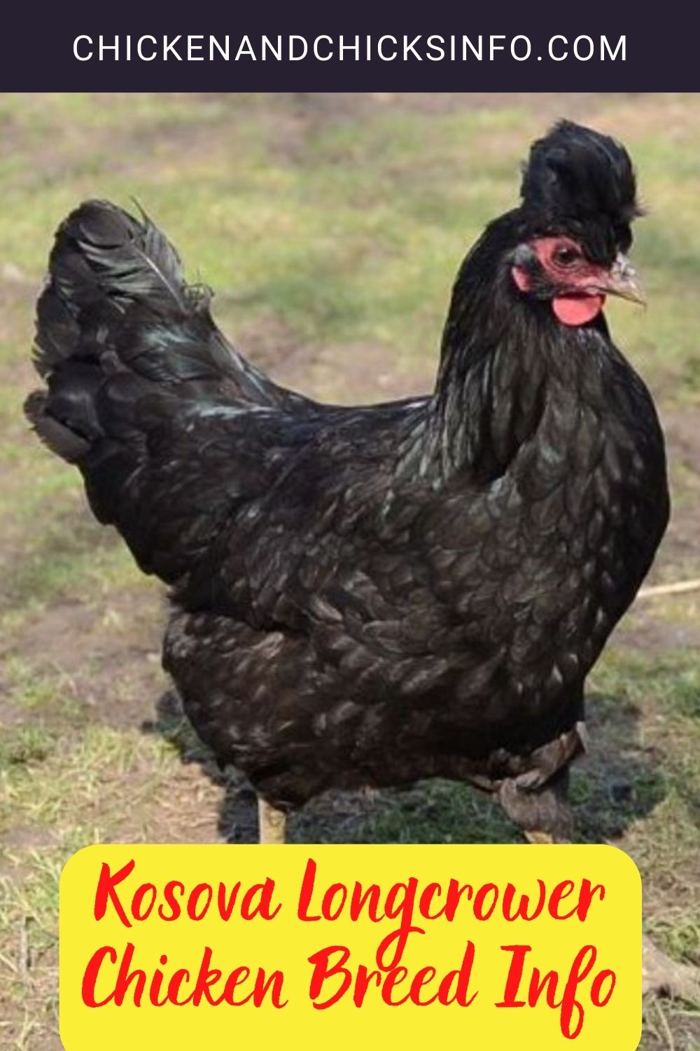 Kosova Longcrower Chicken Breed Info pinterest image.