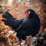 A beautiful La Fleche Chicken standing on fallen leaves.