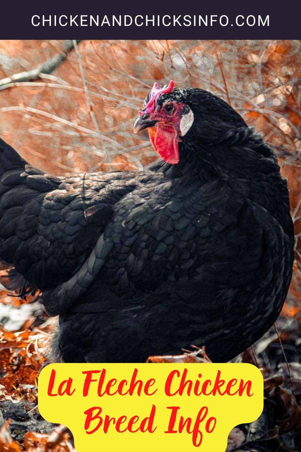 La Fleche Chicken Breed Info pinterest image.