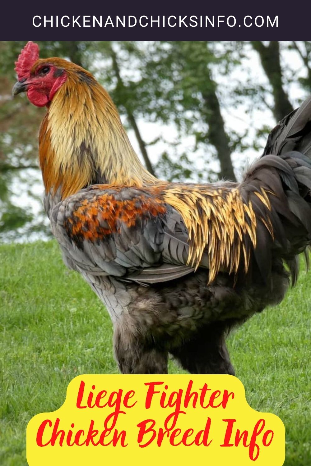 Liege Fighter Chicken Breed Info pinterest image.