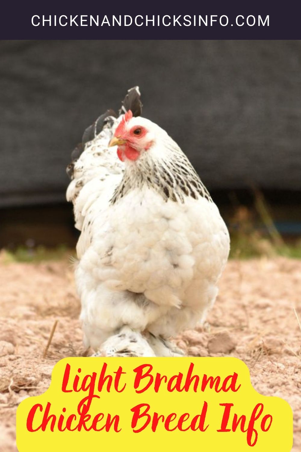 Light Brahma Chicken Breed Info + Where to Buy pinterest image.