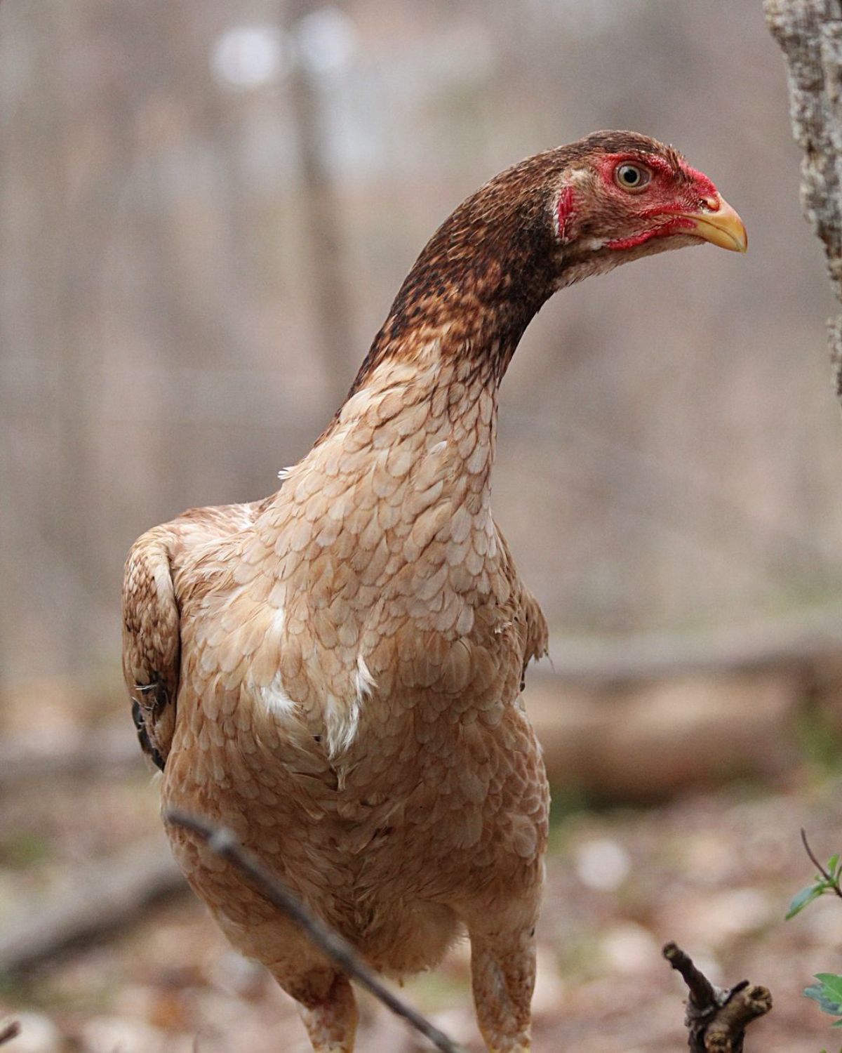 An adorable brown Malay hen in a backyard.