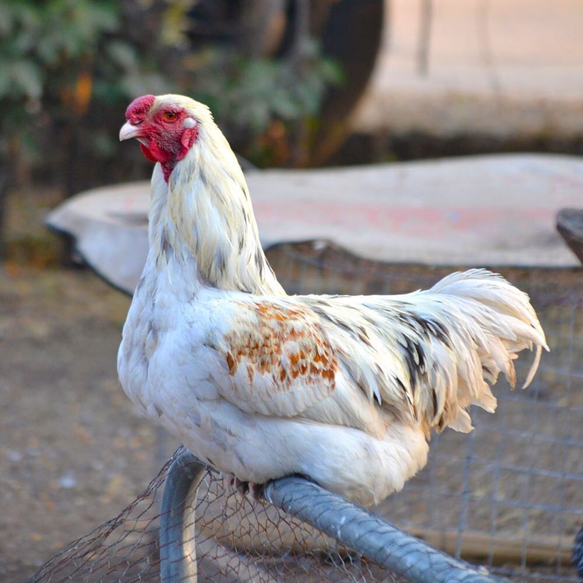 A big white Malay rooster perched on a metal fence.