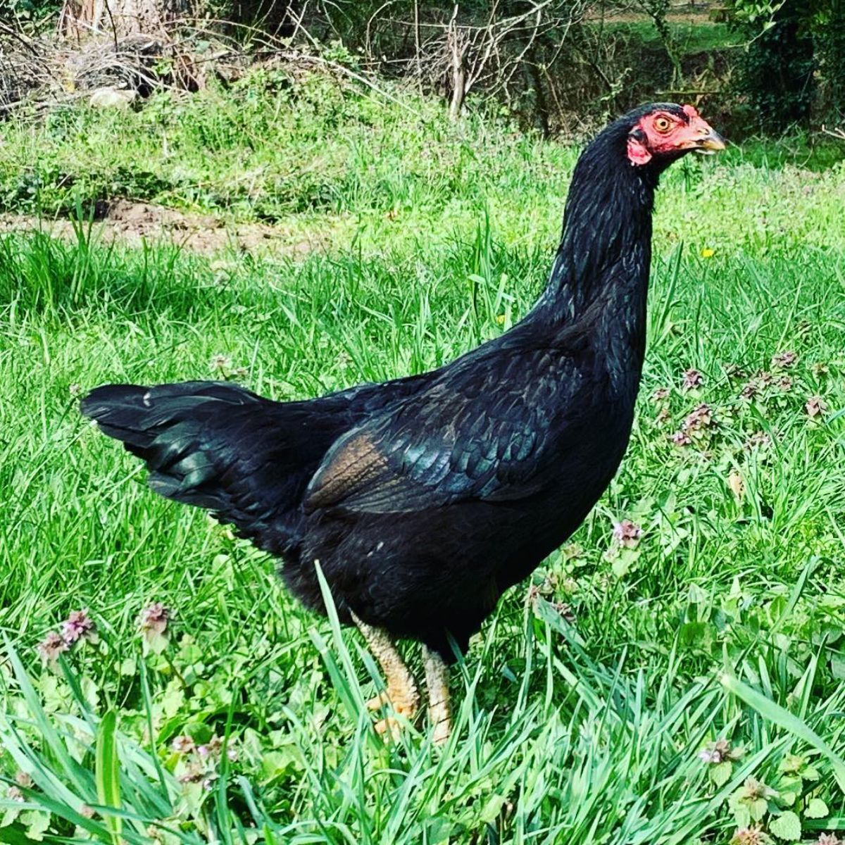 A beautiful black Malay hen is standing on a green pasture.