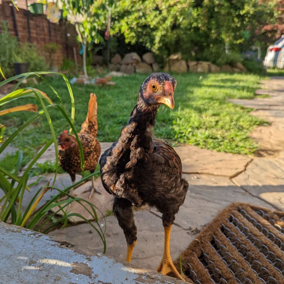 An adorable brown Malay pullet in a backyard.