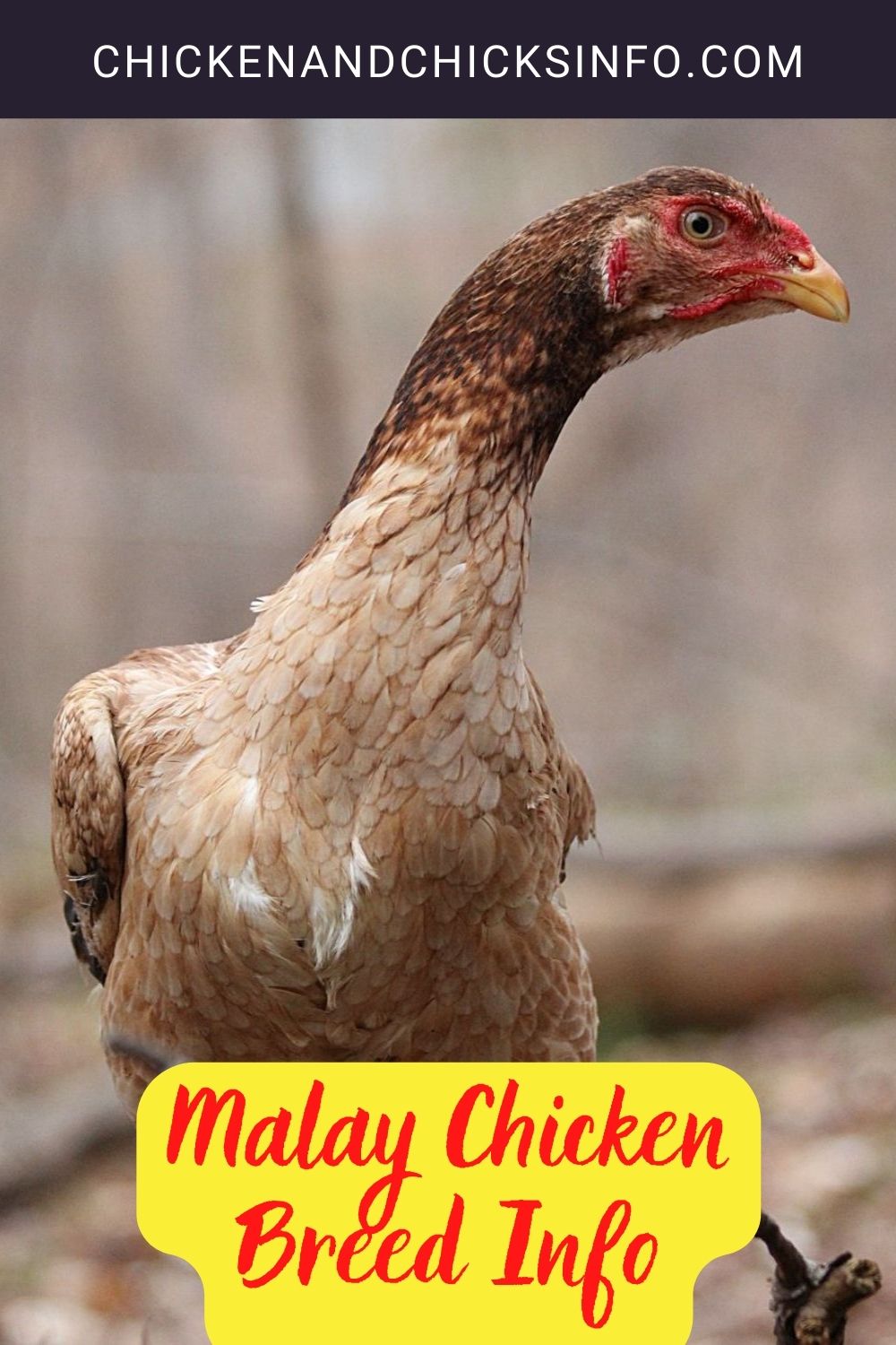 Malay Chicken Breed Info pinterest image.